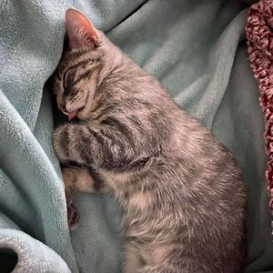 Meet your Posher, Alisa